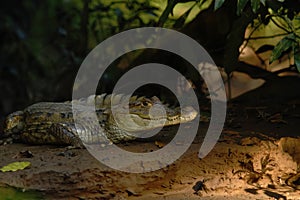 Spectacled Caiman - Caiman crocodilus lying on river bank in Cano Negro, Costa Rica, big reptile in awamp, close-up crocodille por photo
