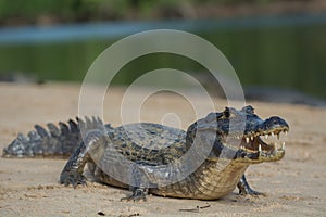 Spectacled caiman photo