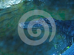 Spectacled Caiman jacare portrait in the water photo
