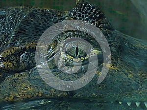 Spectacled Caiman jacare portrait in the water photo