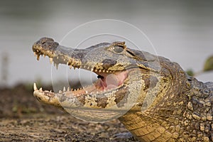 Spectacled caiman, Pantanal photo