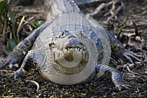 Spectacled caiman, Pantanal