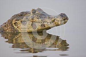 Spectacled caiman, Pantanal