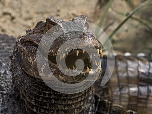 Spectacled caiman photo
