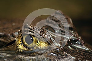 Spectacled Caiman's Eye