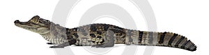 Spectacled Caiman on white background