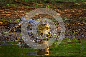 Spectacled Caimani, Caiman crocodilus, the water with evening light. Crocodile from Costa Rica. Dangerous water animal in the