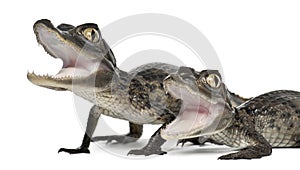 Spectacled Caimans, Caiman crocodilus