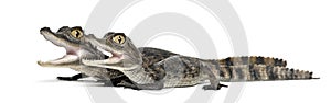 Spectacled Caimans, Caiman crocodilus