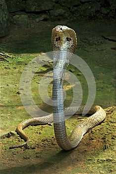 Spectacled cobra