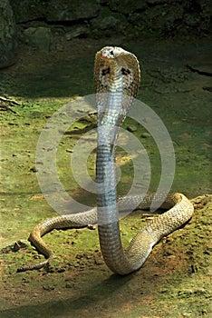 Spectacled cobra photo