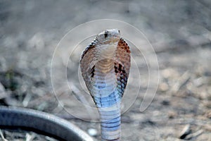 Indian cobra venom snake wallpaper photo