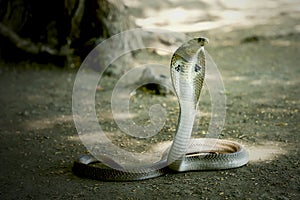 Indian cobra venom snake wallpaper photo