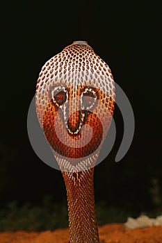 Spectacled cobra, Naja naja, Bangalore, Karnataka