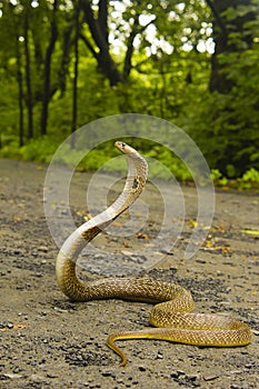 Spectacled Cobra, Naja naja. Elapidae. Aarey colony, Mumbai, Maharashtra