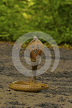 Spectacled Cobra. Naja naja. Elapidae Aarey colony, Mumbai, Maharashtra