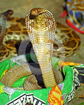 Spectacled cobra, Pashupatinath, Nepal