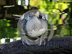 Spectacled Duck Speculanas specularis, Bronze-winged duck, Kupferspiegelente or Bjelogrla patka - The Zoo ZÃÂ¼rich, Switzerland photo
