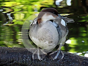 Spectacled Duck Speculanas specularis, Bronze-winged duck, Kupferspiegelente or Bjelogrla patka - The Zoo ZÃÂ¼rich, Switzerland photo