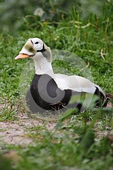 Spectacled Eider