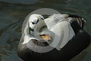 Spectacled Eider