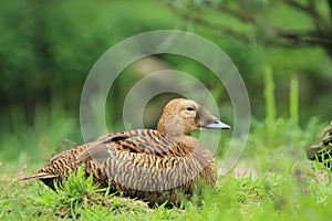 Spectacled eider photo