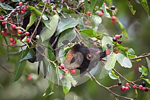 Spectacled Flying Fox Bat Eating Figs
