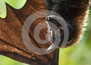 Spectacled Flying Fox photo