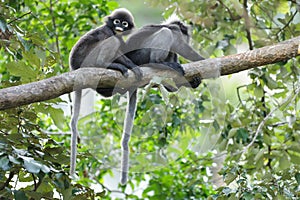 Spectacled langur on branch