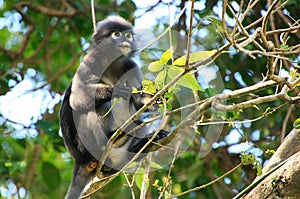 Spectacled langur sitting in a tree, Ang Thong National Marine P