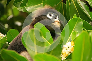 Spectacled langur sitting in a tree, Ang Thong National Marine P