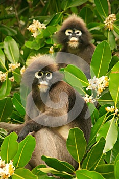 Spectacled langur sitting in a tree, Ang Thong National Marine P