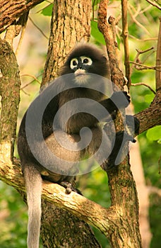 Spectacled langur sitting in a tree, Ang Thong National Marine P
