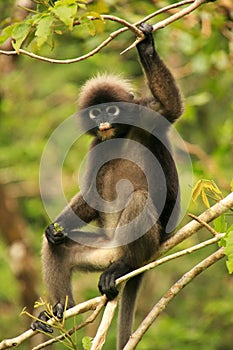 Spectacled langur sitting in a tree, Ang Thong National Marine P