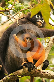 Spectacled langur sitting in a tree with a baby, Ang Thong National Marine Park, Thailand