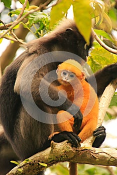 Spectacled langur sitting in a tree with a baby, Ang Thong National Marine Park, Thailand