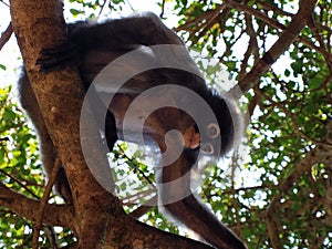 Spectacled langur (Trachypithecus obscurus) on a tree