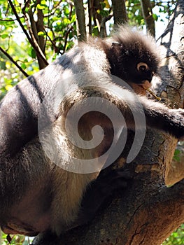 Spectacled langur (Trachypithecus obscurus) on a tree