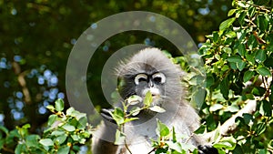 Spectacled langurs in nature.