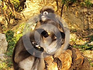 Spectacled langurs (Trachypithecus obscurus) on a tree