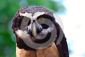 Spectacled Owl 10