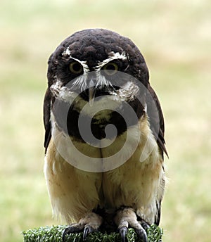 Spectacled Owl