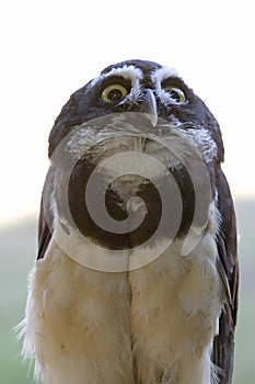 Spectacled Owl