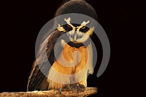 Spectacled Owl photo