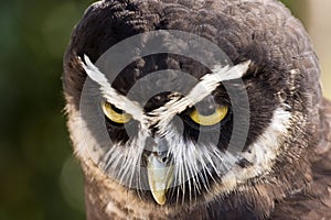 Spectacled owl