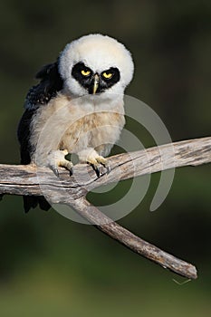 Spectacled Owl