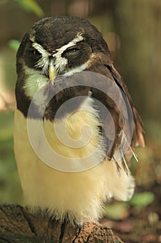 Spectacled owl