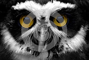 Spectacled owl photo