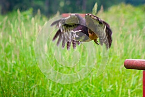 Spectacled Owl Flying