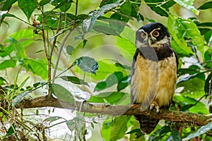 Spectacled owl in the forest